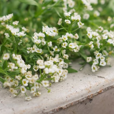 autumn-alyssum-1