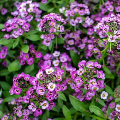 autumn-alyssum-2