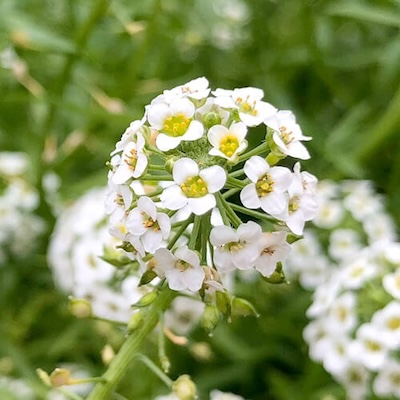 autumn-alyssum