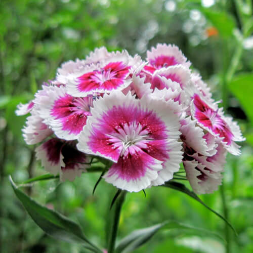 autumn-dianthus-1