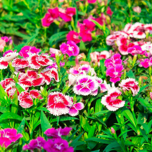 autumn-dianthus-2