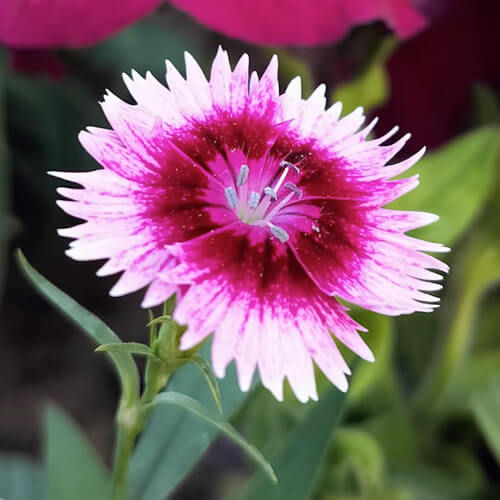 autumn-dianthus