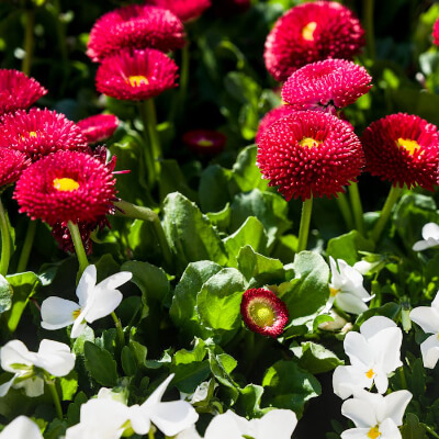fall-bellis-4
