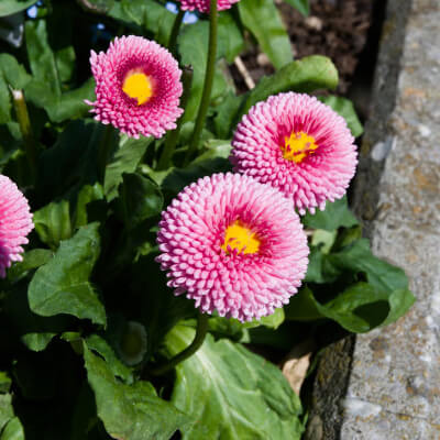fall-bellis-5