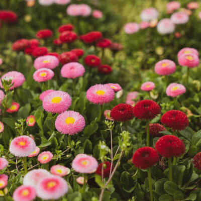 fall-bellis-7