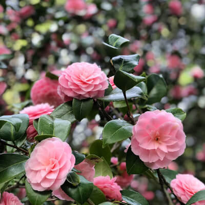fall-camelia-5