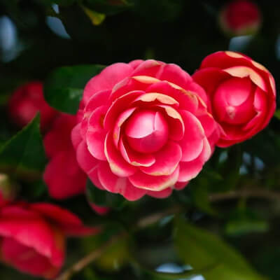 fall-camelia-7