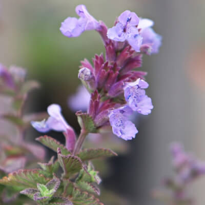 fall-catmint-1