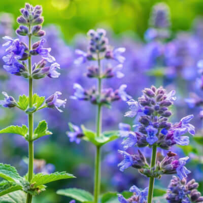 fall-catmint-3