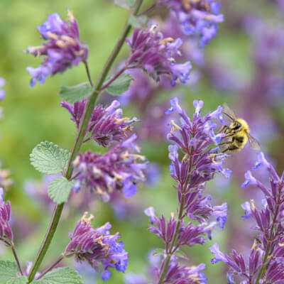 fall-catmint-4