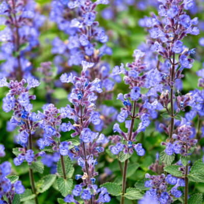 fall-catmint-5