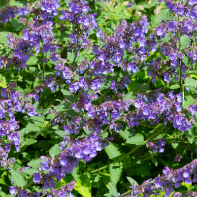 fall-catmint-6