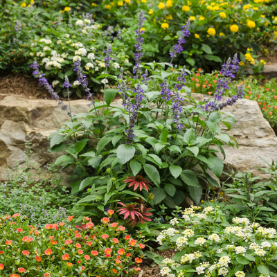 fall-catmint-7