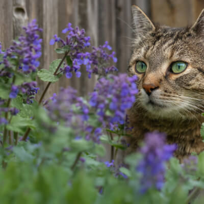 fall-catmint-9