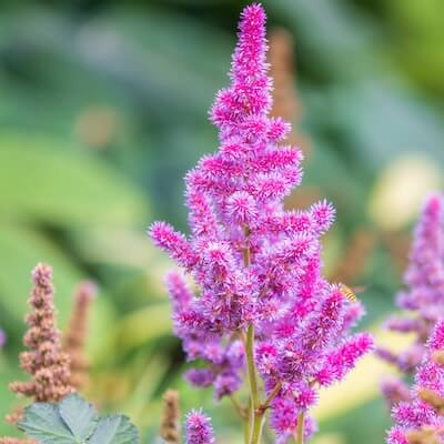 fall-chinese-astilbe-1