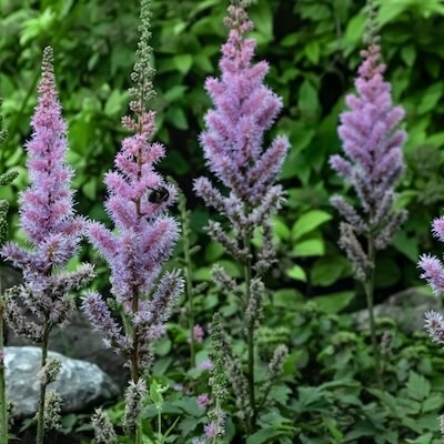 fall-chinese-astilbe-17