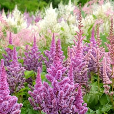 fall-chinese-astilbe-18