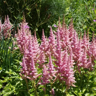 fall-chinese-astilbe-3