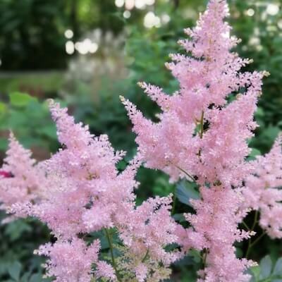 fall-chinese-astilbe-4