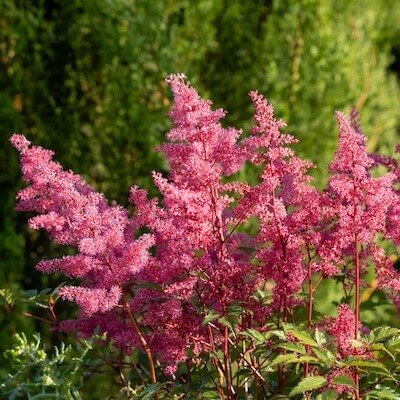 fall-chinese-astilbe-5