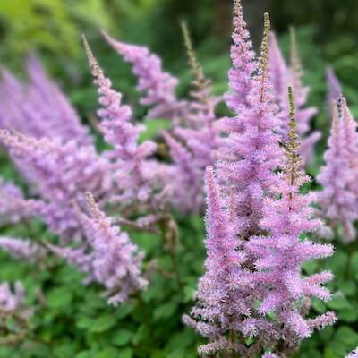 fall-chinese-astilbe-6