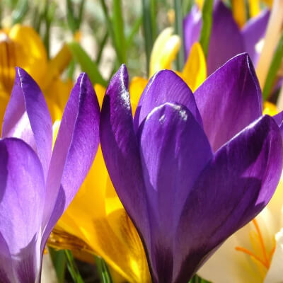fall-crocus-8