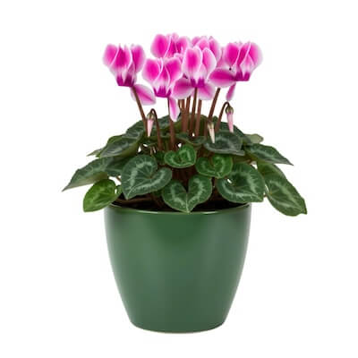 fall-cyclamen