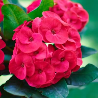 fall-euphorbia-1