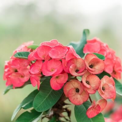 fall-euphorbia-2