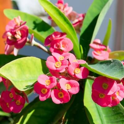 fall-euphorbia-4