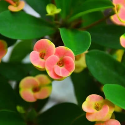 fall-euphorbia-5