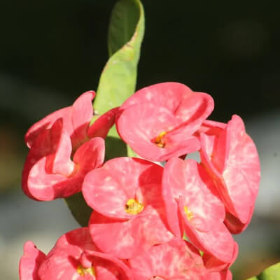 fall-euphorbia-6