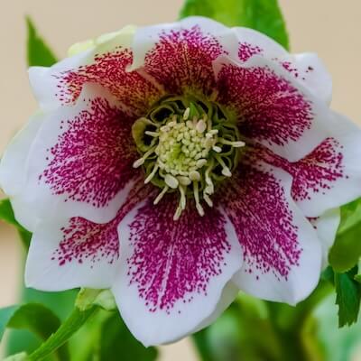 fall-lenten-rose