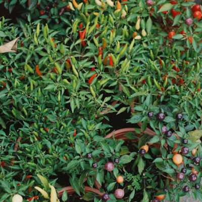 fall-ornamental-pepper-8