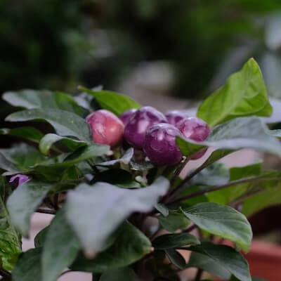 fall-ornamental-pepper-9