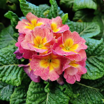 fall-primrose-11