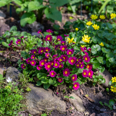 fall-primrose-12