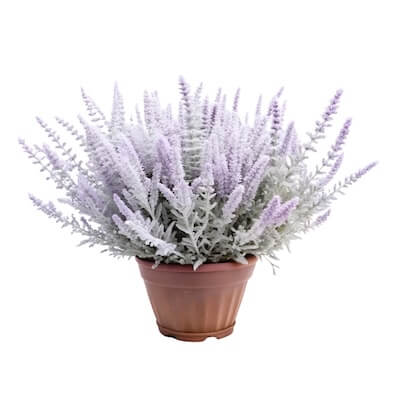 fall-russian-sage
