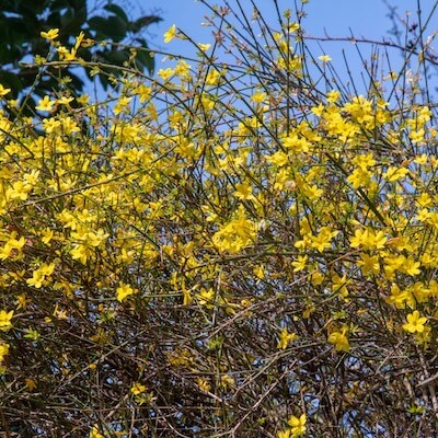 fall-winter-jasmine-1
