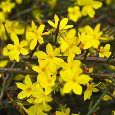 fall-winter-jasmine-3