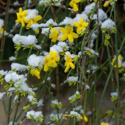 fall-winter-jasmine-6