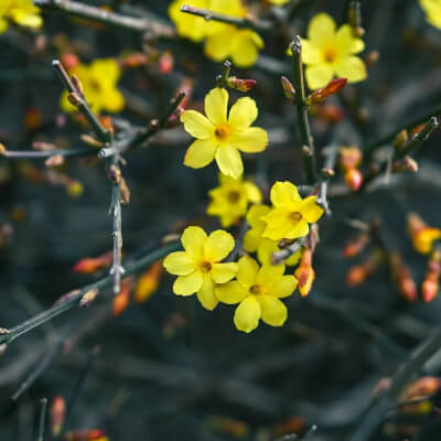 fall-winter-jasmine-8