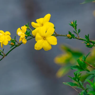fall-winter-jasmine-9