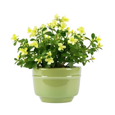 fall-winter-jasmine