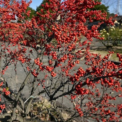fall-winterberry-4