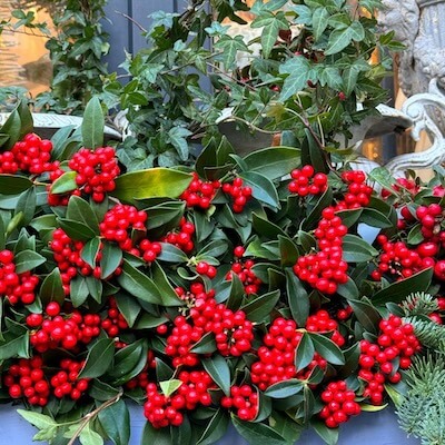 fall-winterberry-5