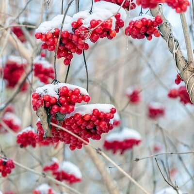 fall-winterberry-7
