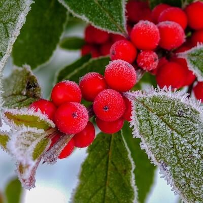 fall-winterberry-9