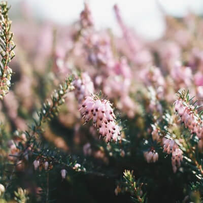 fall-winterheath-3