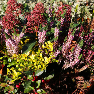 fall-winterheath-6